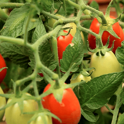 Passata di Pomodoro Bio Agripiace